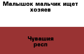 Малышок мальчик ищет хозяев.  - Чувашия респ., Чебоксары г. Животные и растения » Кошки   